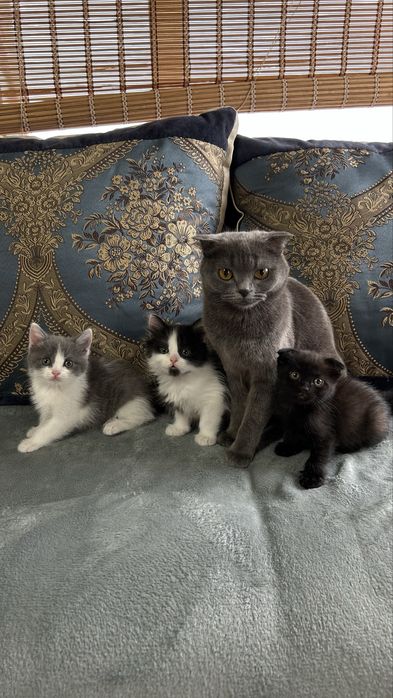 Котята 1,5 месяца Щучинск