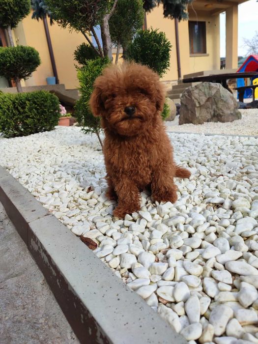 Пудел Той/Poodle Toy