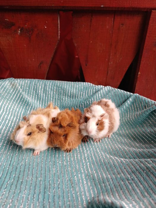 Pui de porcușori de Guineea Frezați