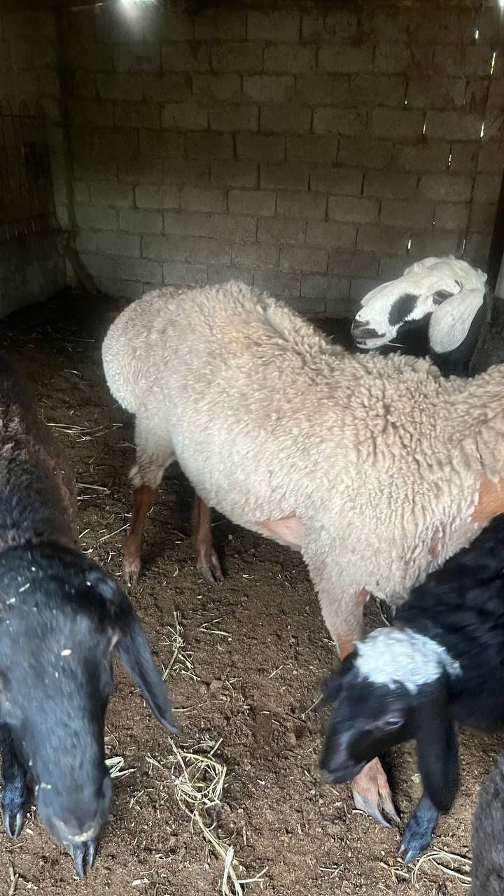 Qurbonlik uchun qo'chqor qo'ylar bor uyda boqilgan