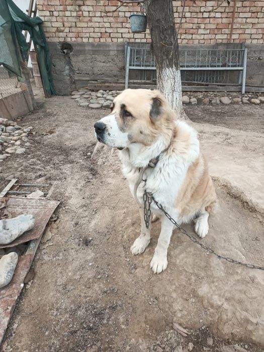 Собака     Алабай