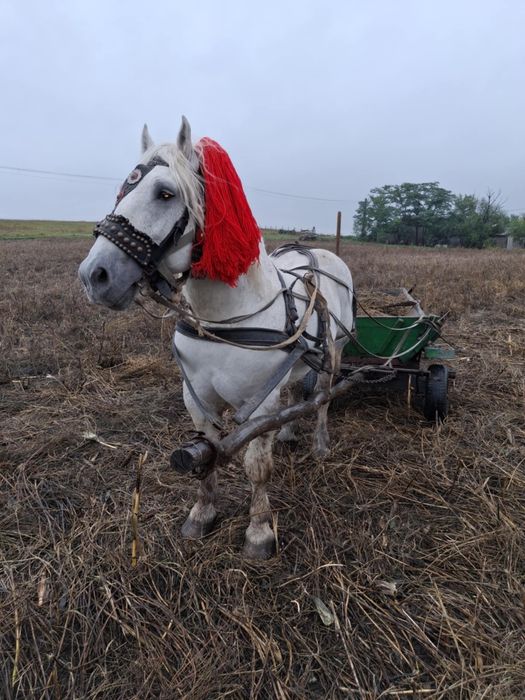 De vânzare armăsar 8 ani