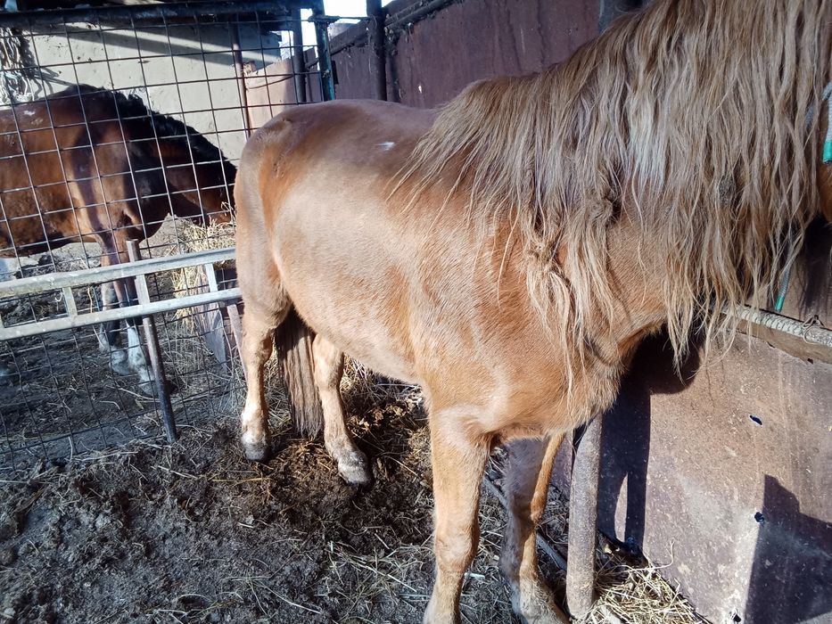 Бие сатылады семиз