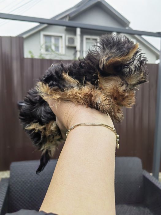 Femela Yorkshire Terrier