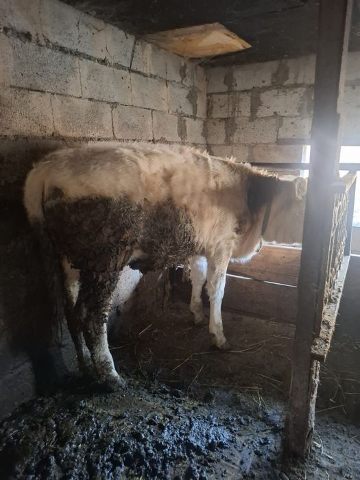 Продам телку 8 мес подсос