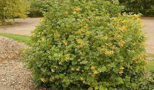 Офика - Sorbus aucuparia,Червена калина viburnum opulus и Жълта калина