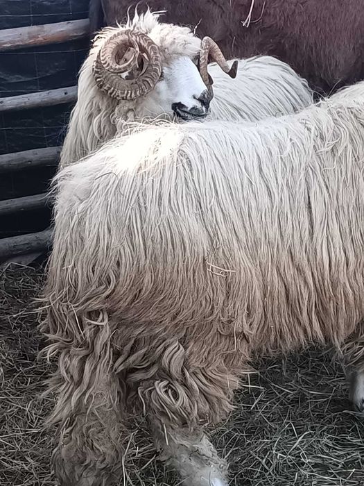 Berbeci  oachesi