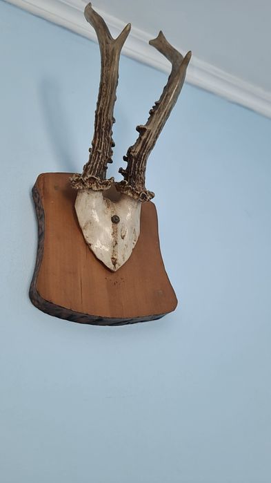 Vând trofeu/panoplie caprior/cerb