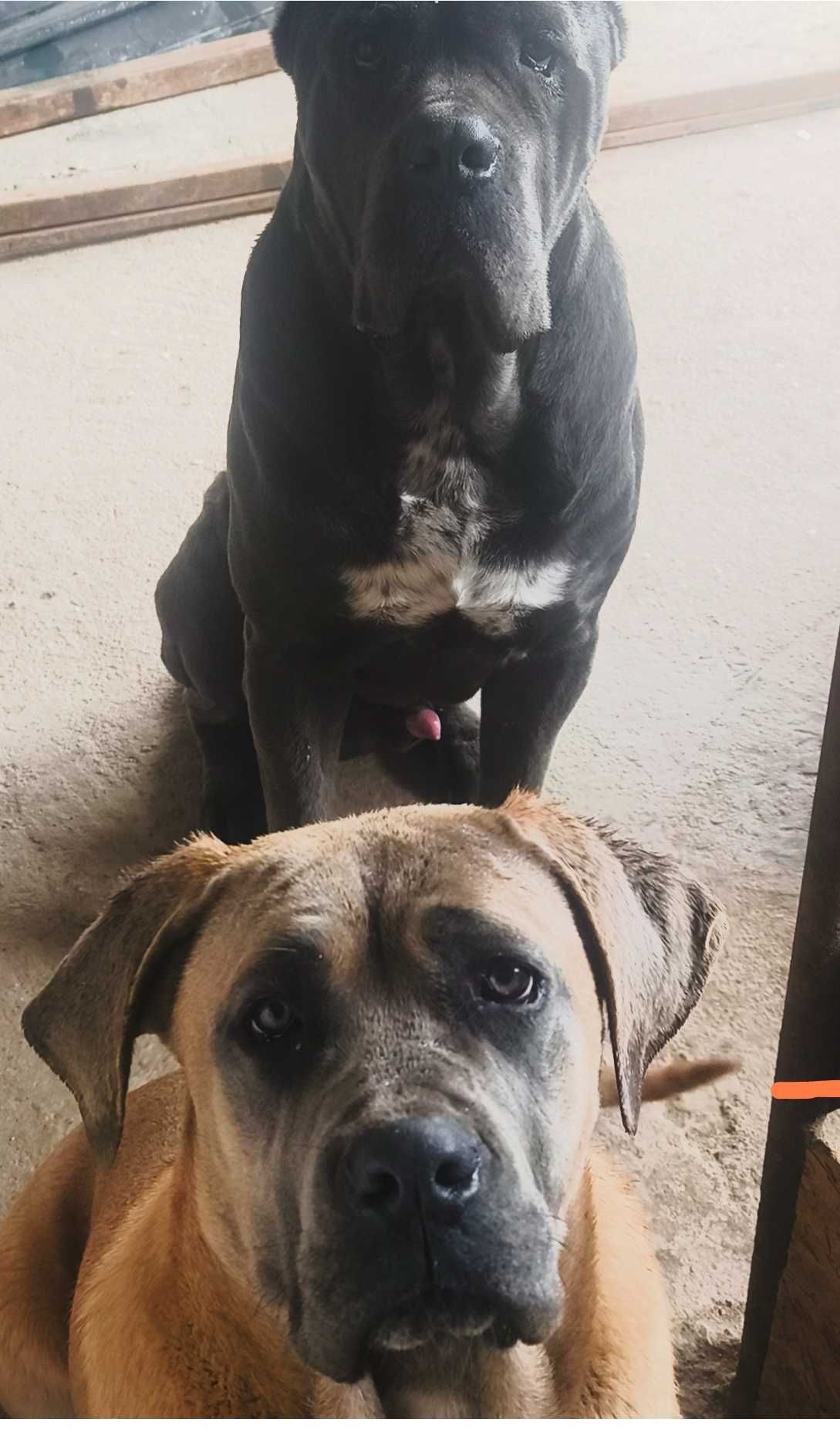 Femela Cane Corso, 13 luni, cu Pedigree+