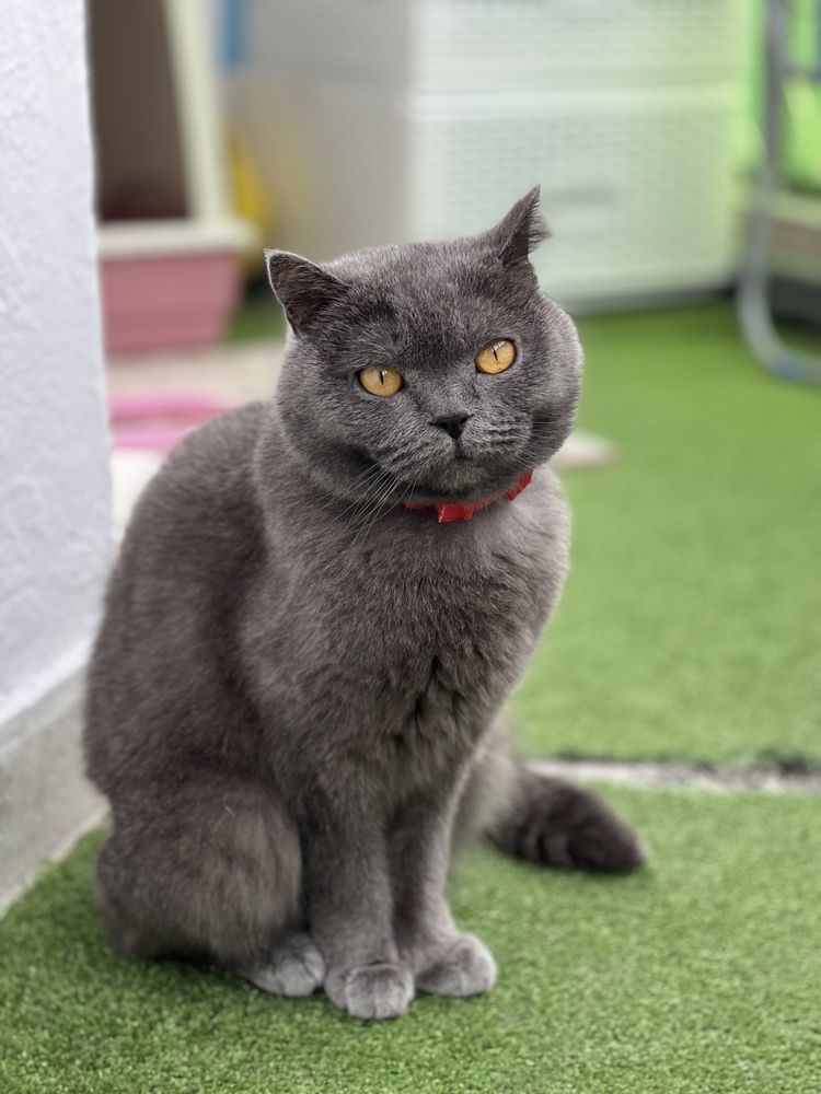 Pisica British shorthair blue