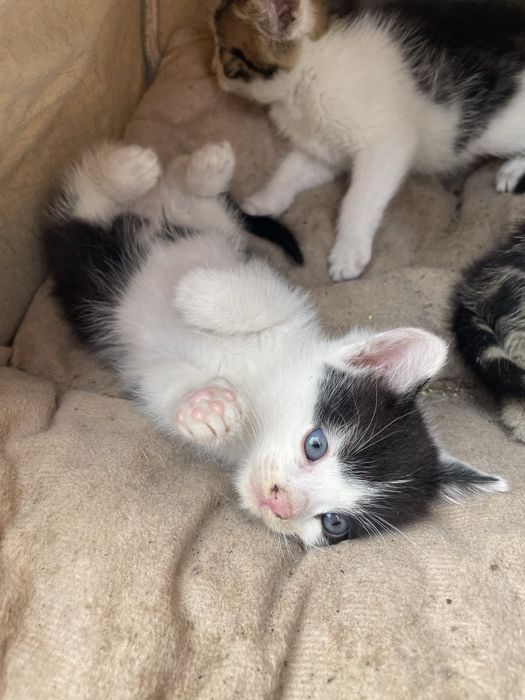Ofer spre adoptie puiuți de pisica