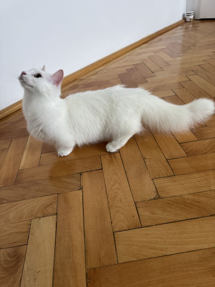 Motanel Munchkin cu pedigree