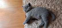 Baietel british shorthair