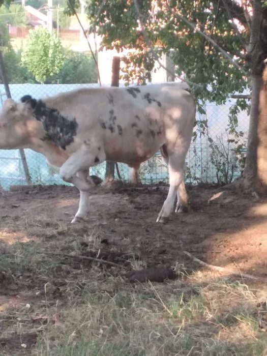 Bovine  de vanzare