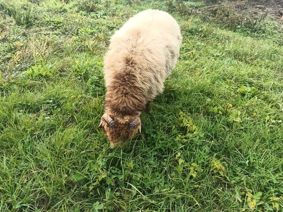 Berbec de vânzare, vârstă 10 luni