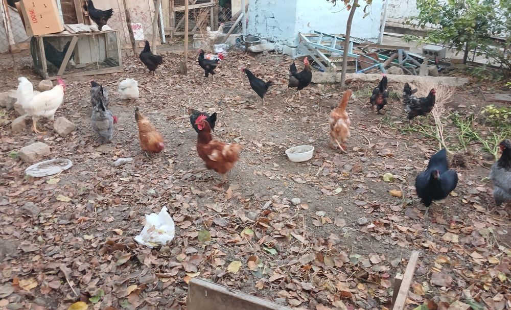 Хороз и Товуклар сотилади