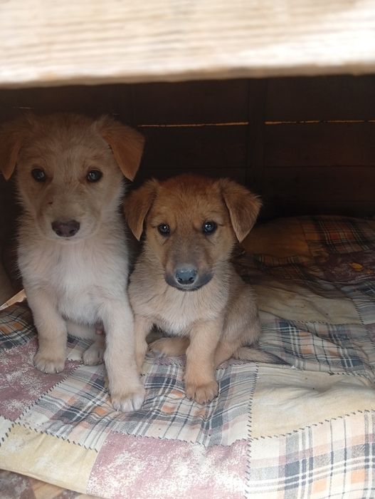 Добрые щенята очень