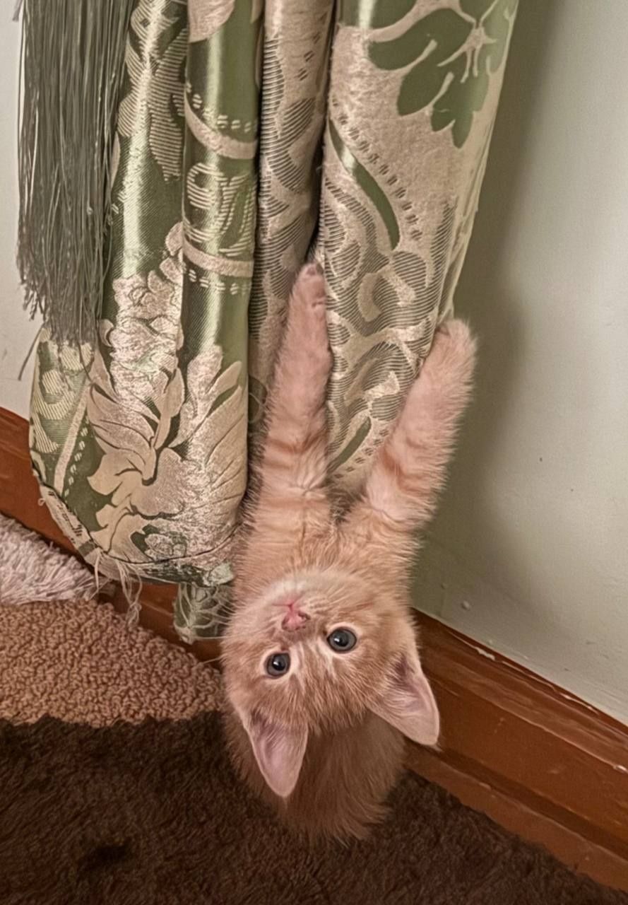 Котята шустрые игривые