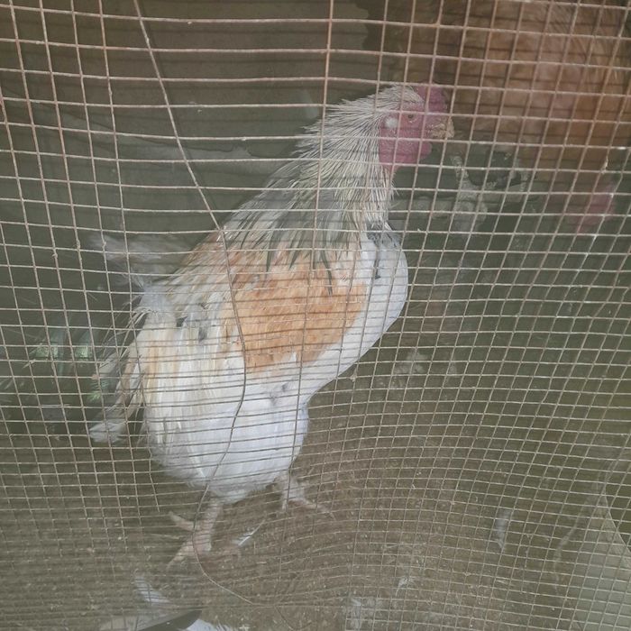 Ho'roz sotildi srochni