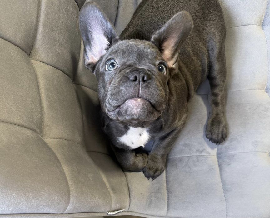 Bulldog francez blue ,mascul