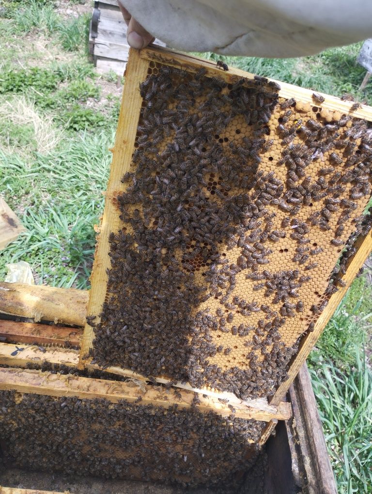 пчёлы  пчелосемьи ульи улья пчелотара пчелопакеты ульетара сушь