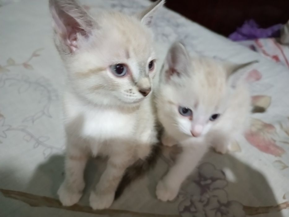 Отдадим котят в добрые руки