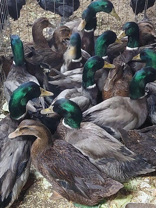 Rate Rouen de vânzare