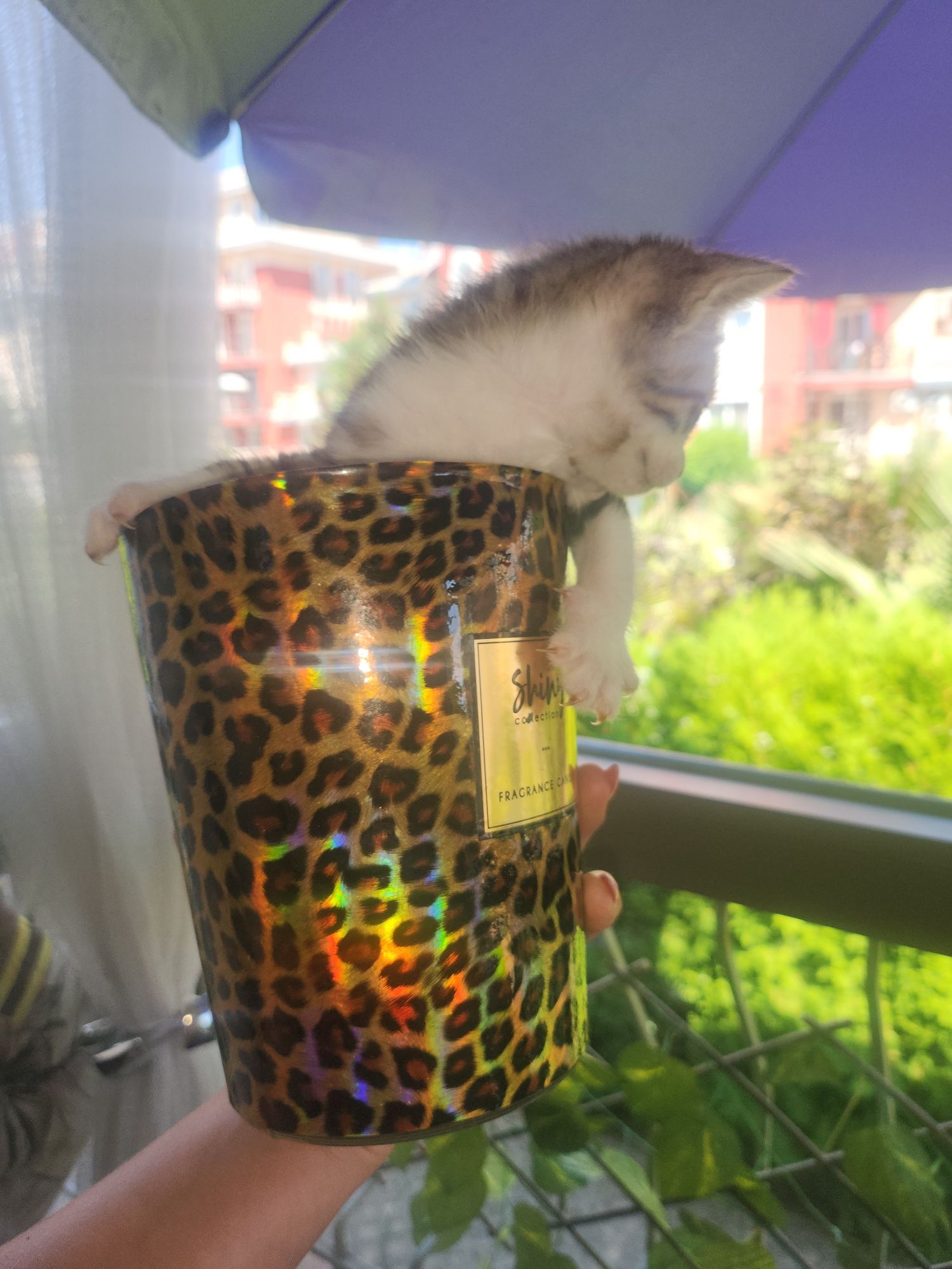 Бенгалски котета