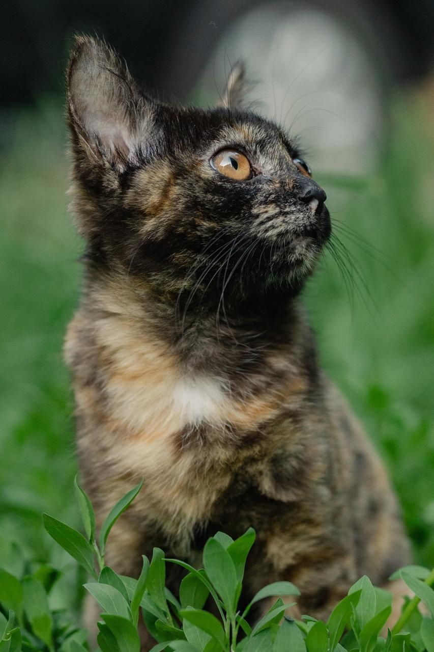 Кошечка ишет любящий дом