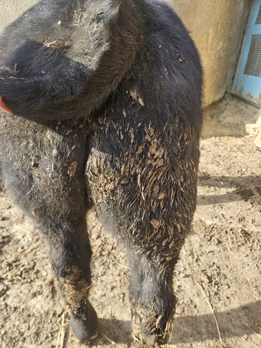 Vițel angus de vânzare