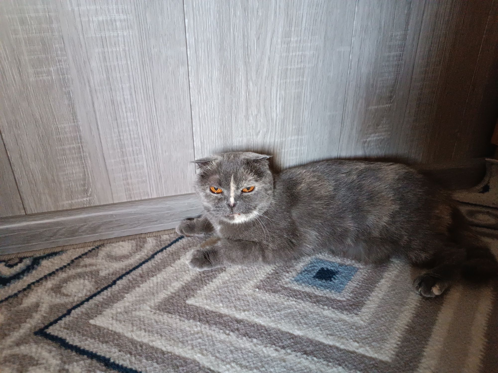 вислоухий кот умный