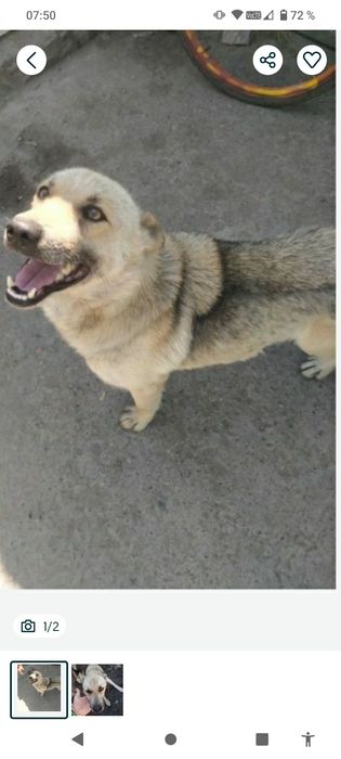 Продам собаку хаски кобель 2 года год