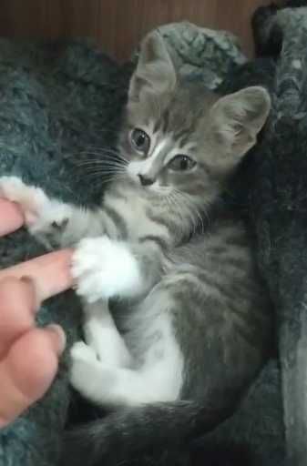 Котенок полосатый