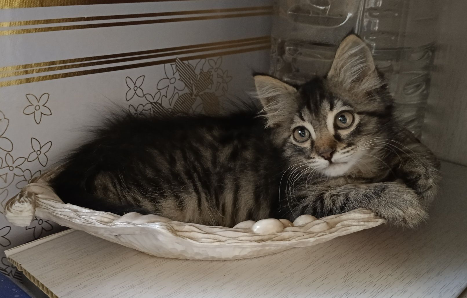 Отдам даром котёнка