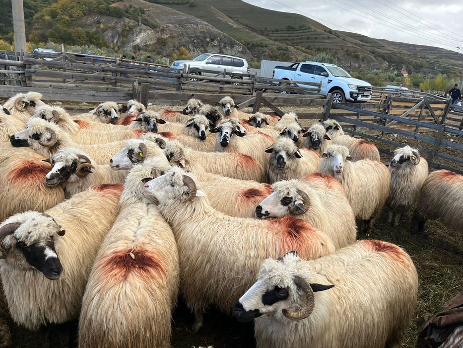 De vanzare oi tinere