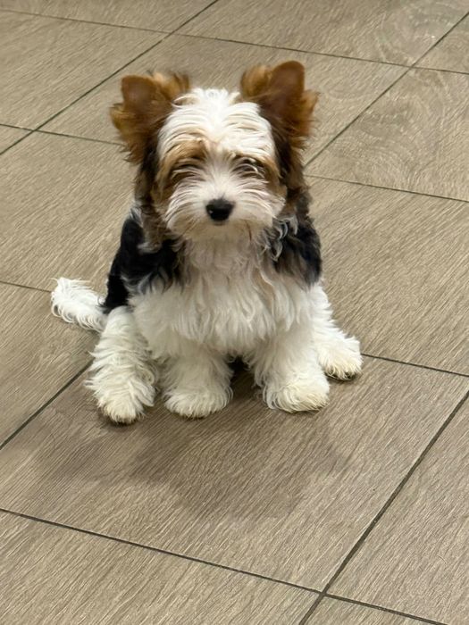 Бивер йоркширски териер