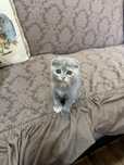 Scottish fold. Chistokrovnaya