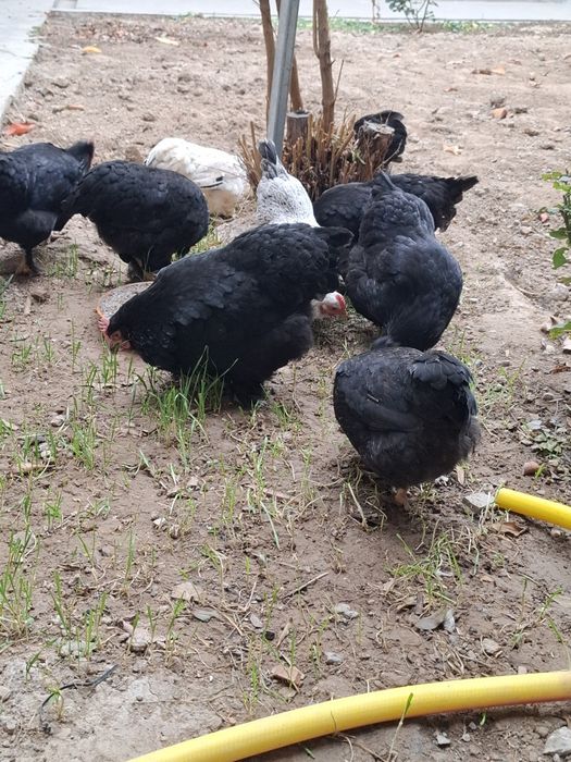 Асалому алекум хаммаси соглом товуклар