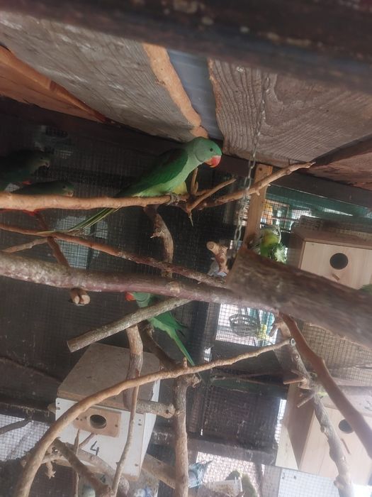 Papagali Pui Marele Alexander