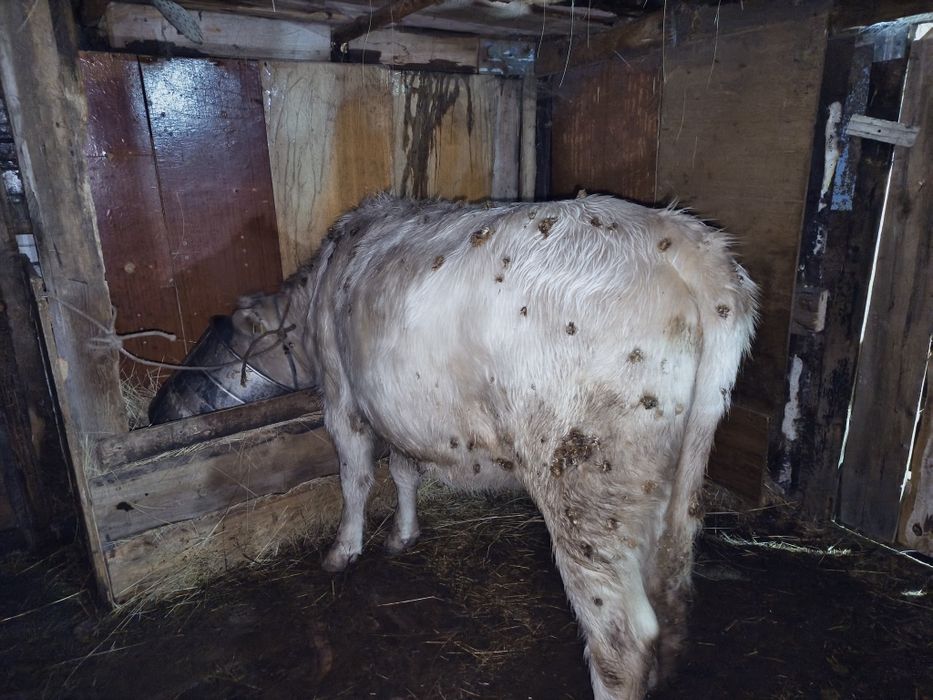 Қашар сатылады 2 жыл, семіз