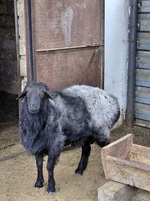 Еділбай қошқар сатылады