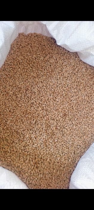 Grâu de vânzare în Inotești