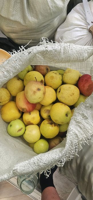 Продам яблоки золотой превосход