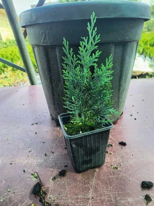 leylandii 20-25cm