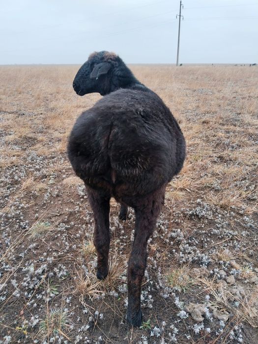 Продам овцематку молодая жирная