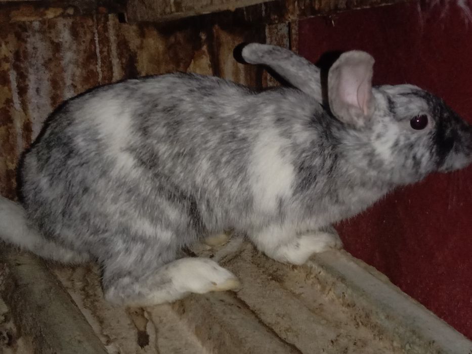 Продам кролика породы японский сатин самка ей 4 месяцев