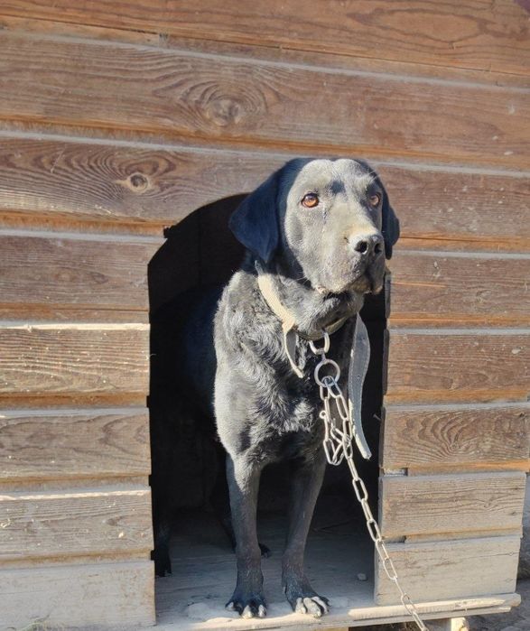 Собака Лабрадор бесплатно Отдам в хорошие руки.