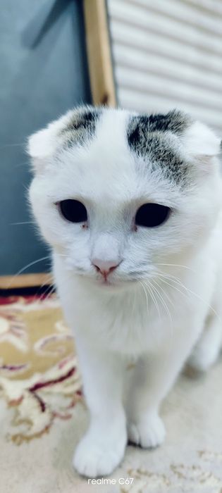 Мышық алам деушілерге арзан беріп жіберем