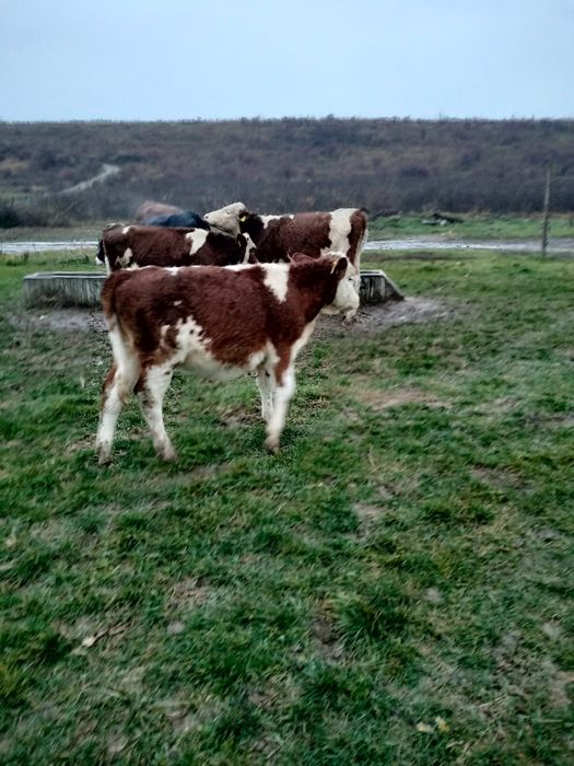 Vând vitei, 4 femele și 2 masculi