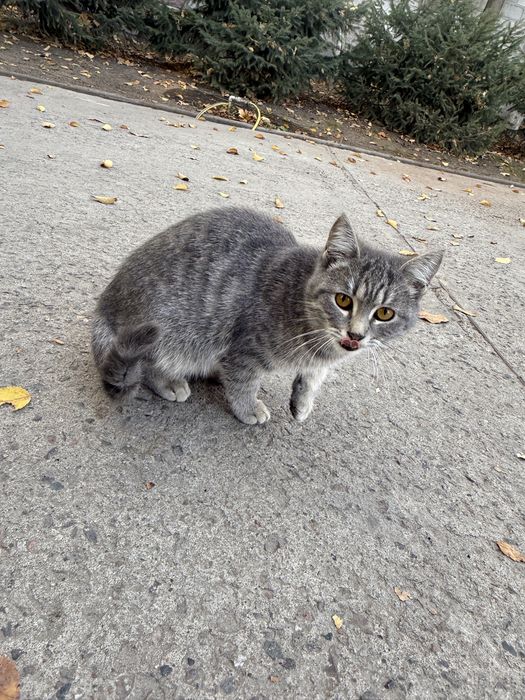 Отдаем котенка в добрые руки